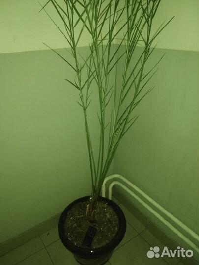 Финиковая пальма