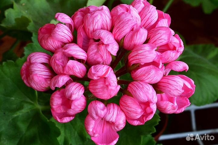 Рассада черенков