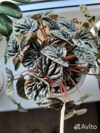 Детка пеперомии Абрикос