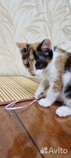 Отдам в добрые руки