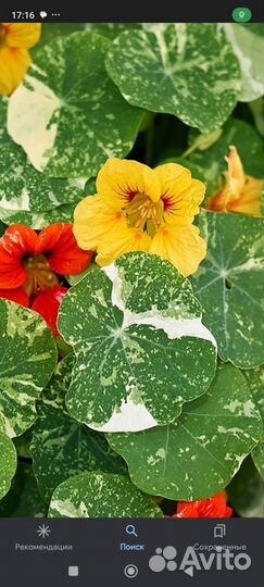 Настурция Аляска(рассада)