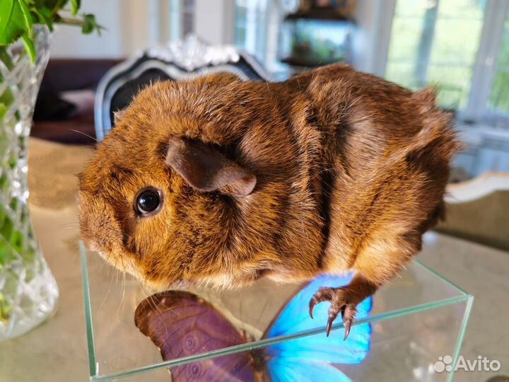 Морские свинки Кучерявые