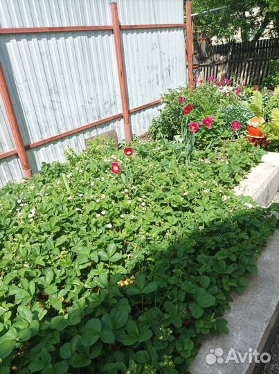 Саженцы клубники и земляники