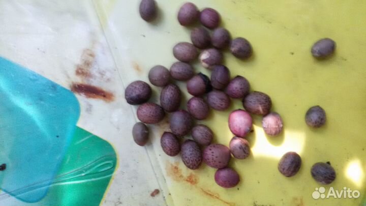 Семена лавровое дерево (лаврушка)