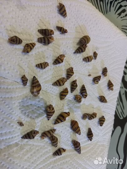 Ракушки для поделок