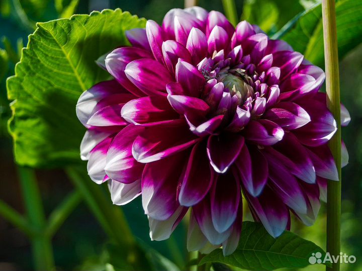 Георгины клубни