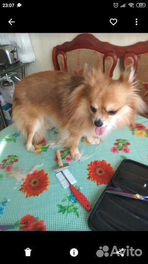 Стрижка собак, кошек