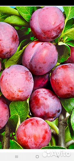 Слива абрикосовая жёлтая,синяя чернослив, красная