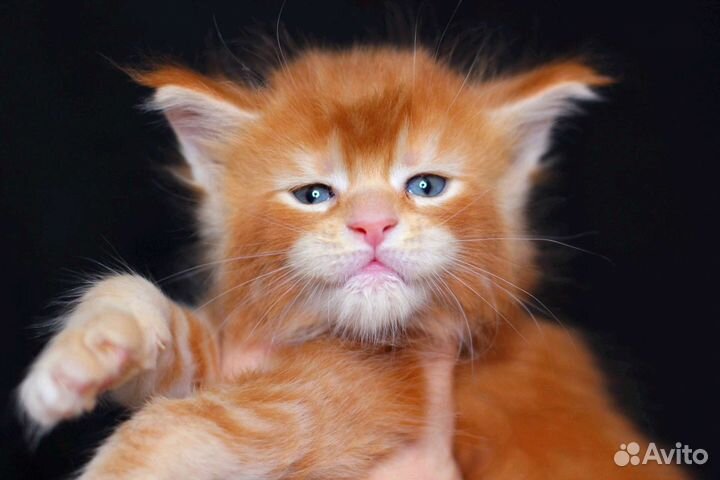 Мейн-кун шикарный котенок Яркое солнышко,питомник