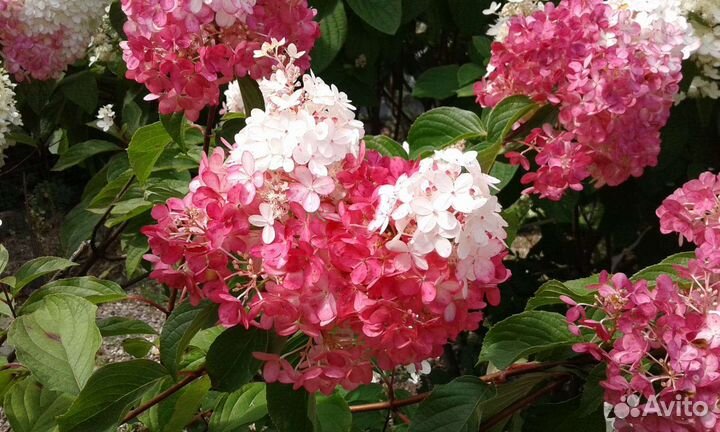 Гортензия крупнолистовая, Гортензия метельчатая