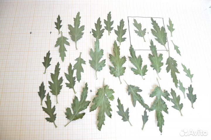 Сухоцветы для творчества, плоские