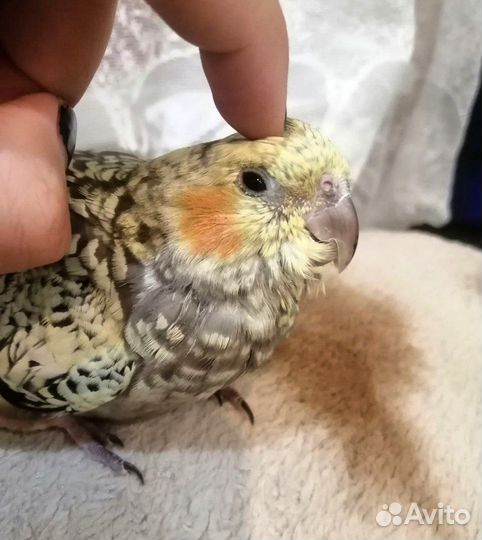 Птенец корелла выкормыш