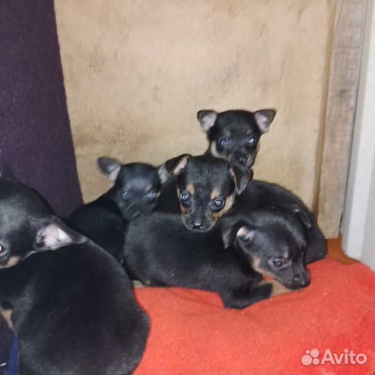 Той-терьер щенки