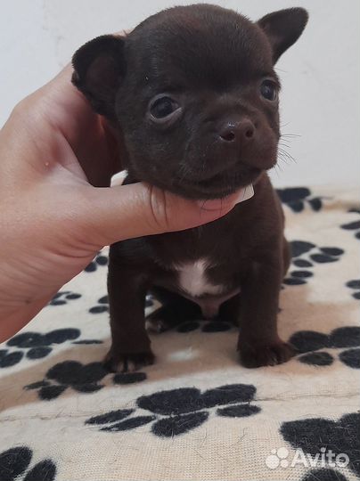 Девочка и мальчишки чихуашки