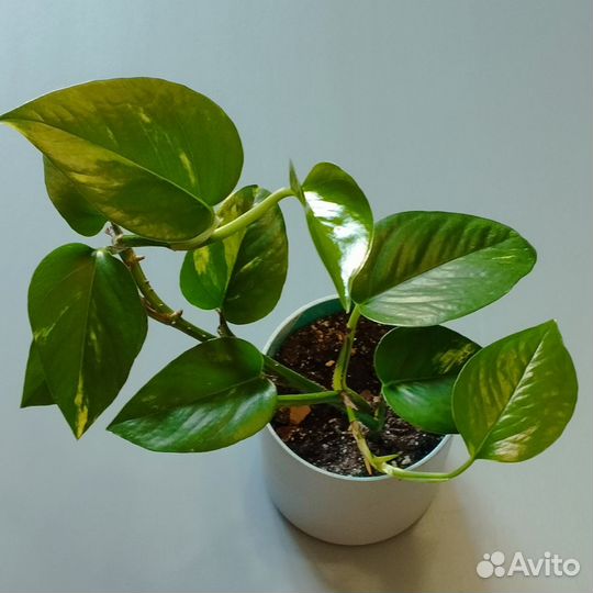 Клеродендрум, сциндапсус