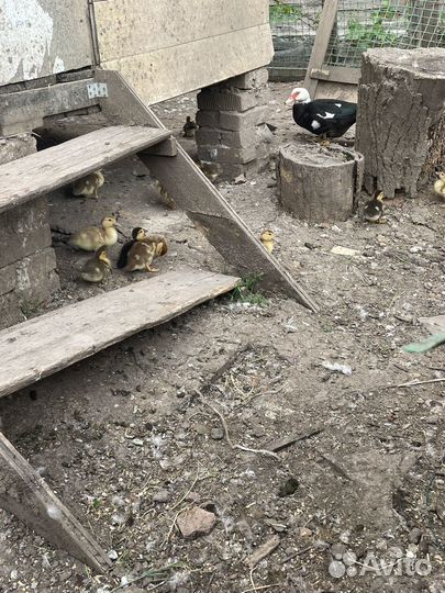 Утята