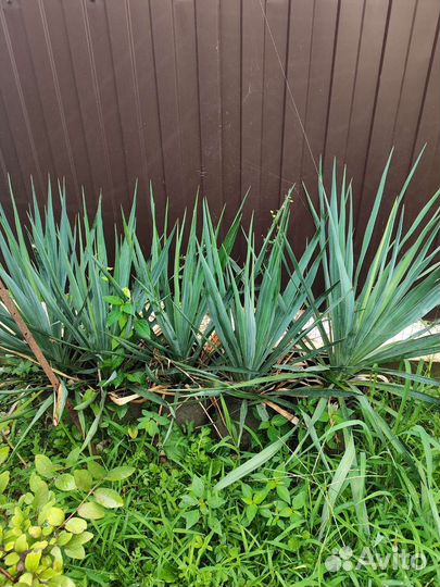 Юкка садовая