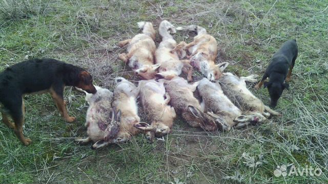 авито прохладный животные