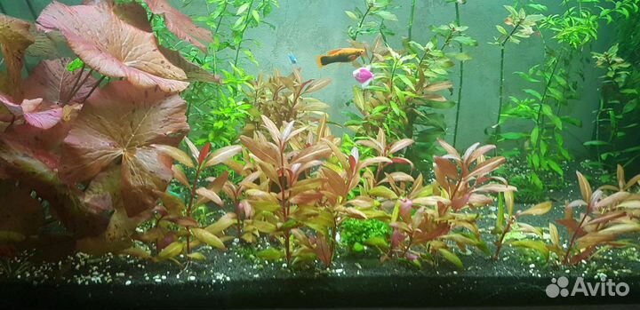 Продам немного растений