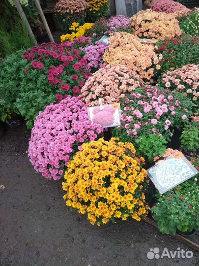 Хризантемы