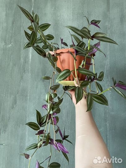 Веточки традесканции полосатой