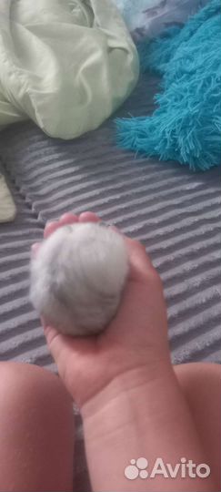 Джунгарик хомяк с клеткой