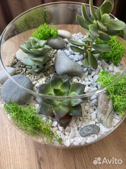 Флорариум в вазе шар с суккулентами