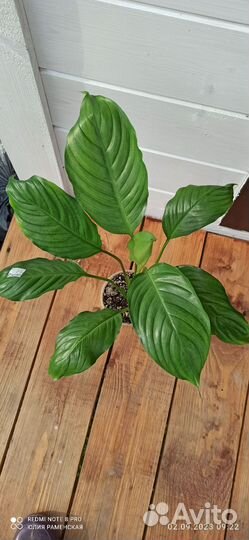 Спатифиллум Spilt milk 2