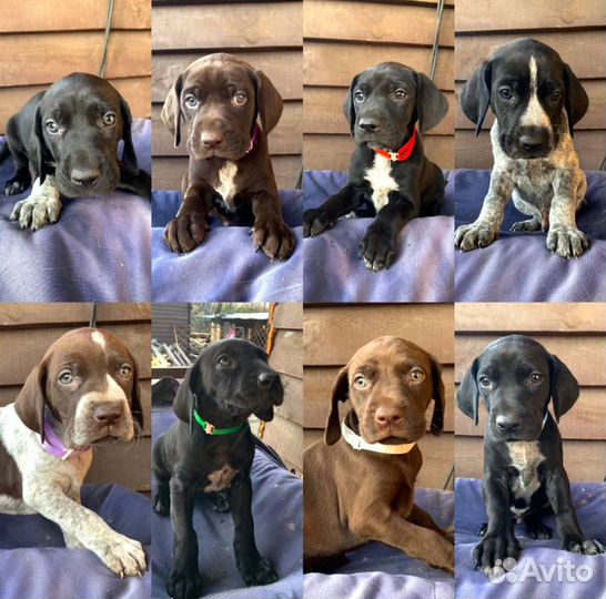 Щенки курцхаара