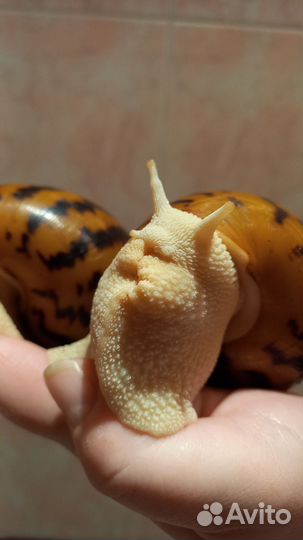 Ахатина альбино Тигр