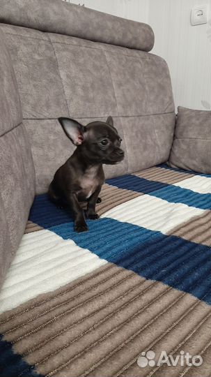 Чихуахуа девочка