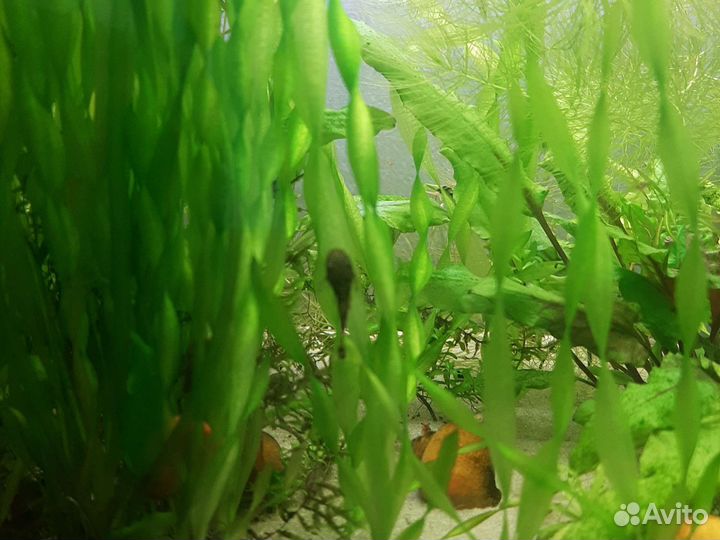 Лимонник, пистия, валиснерия спиральная