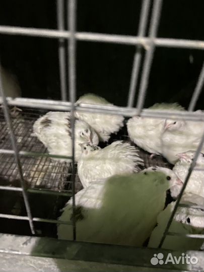 Продам индюшат