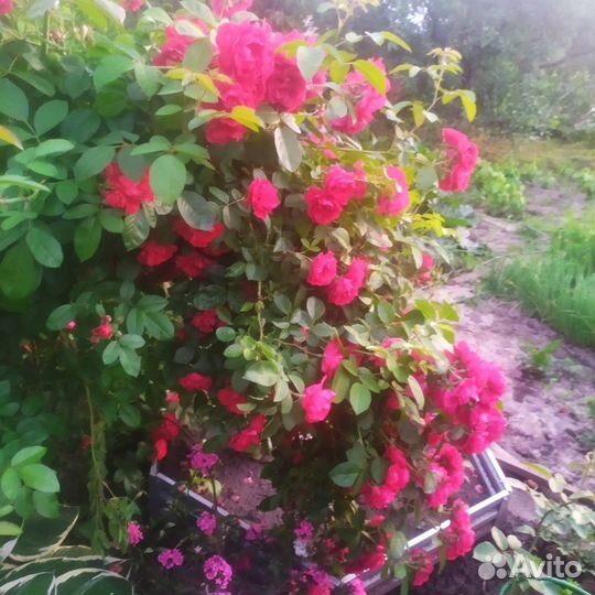 Роза плетистая