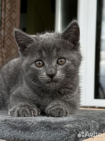 Отдадим кошечку