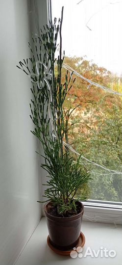 Хатиора, палочник, цветёт