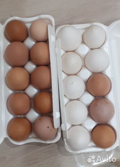 Домашние куриные яйца