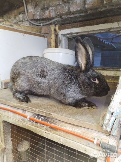 Кролики породы 