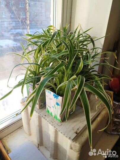 Комнатные растения