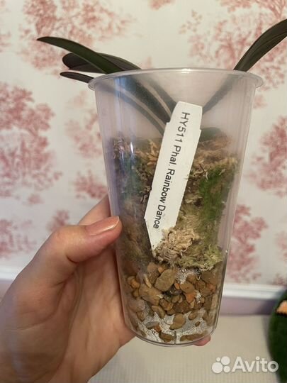 Биг лип бабочка