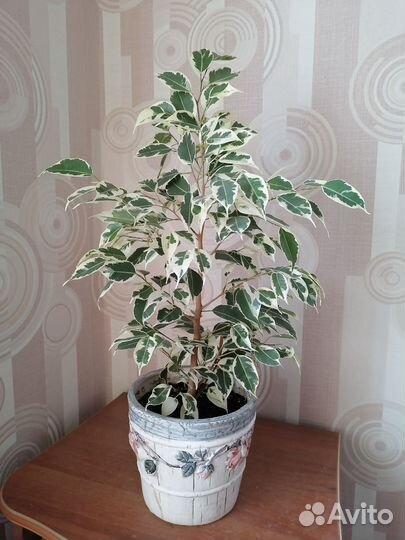 Фикус Бенджамина пестролистный