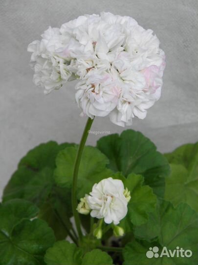 Пеларгония герань сортовая Dove Point