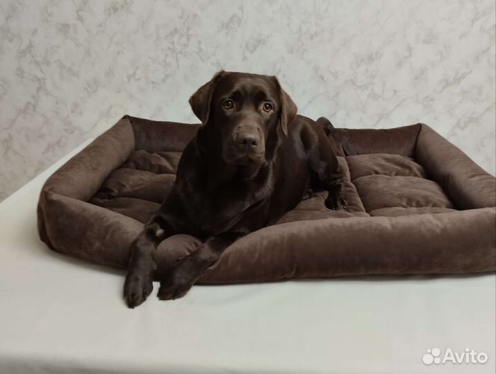 Лежанка для собак