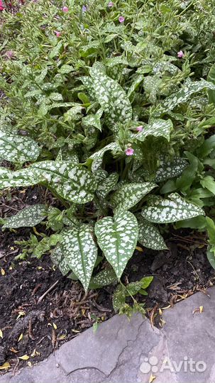 Растения для сада