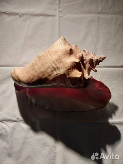 Ракушка морская большая