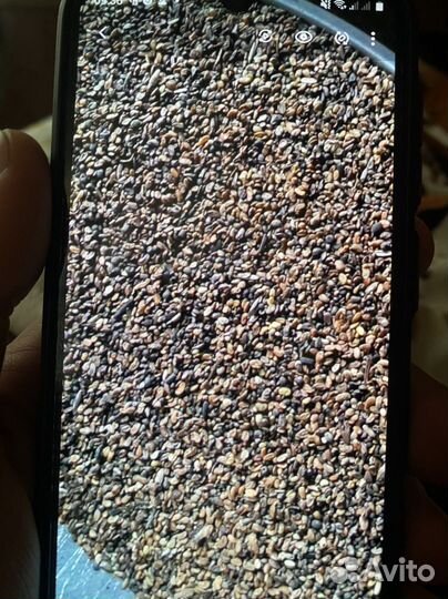 Семена люцерны сорта,Славянская местная