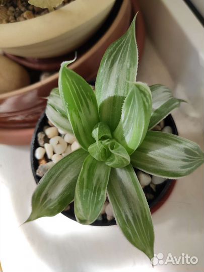 Гриновия, пахифитум, хавортия суккуленты