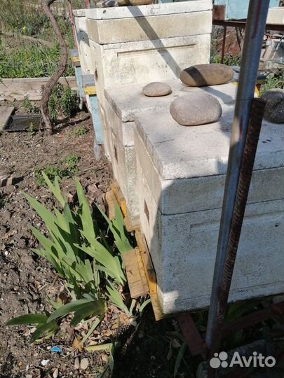 Пчелы и улья