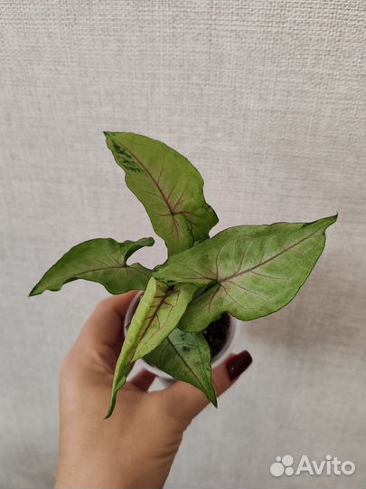 Сингониум Orm manee/Орм мани