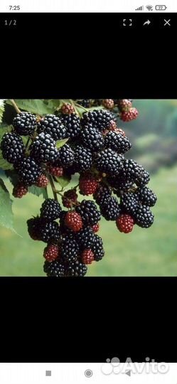 Саженцы малины и ежемалина